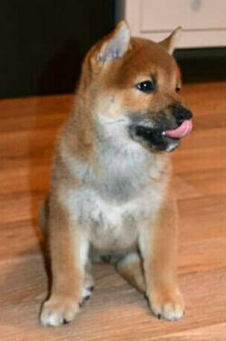 picture of dog