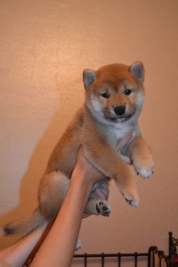 picture of dog