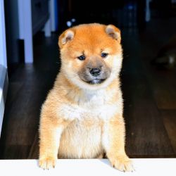 picture of dog
