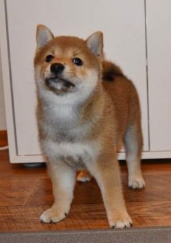 picture of dog