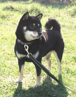 picture of dog