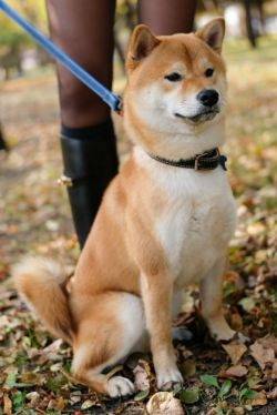 picture of dog