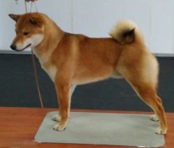 picture of dog