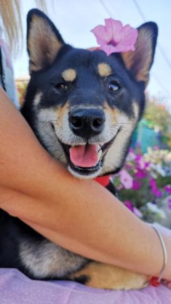 picture of dog