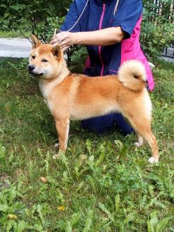 picture of dog