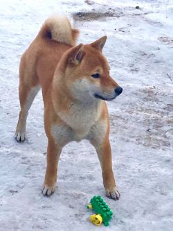 picture of dog