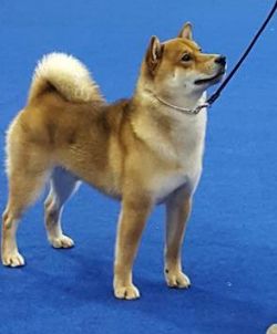 picture of dog