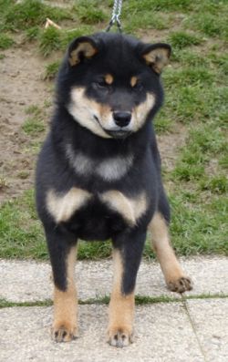 picture of dog