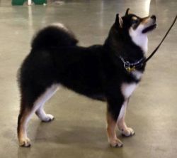 picture of dog