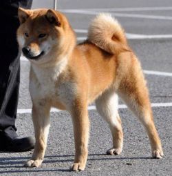 picture of dog