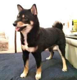picture of dog