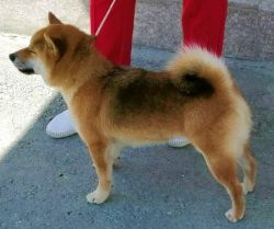 picture of dog