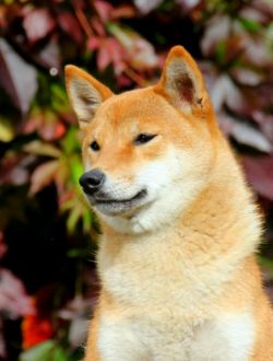 picture of dog