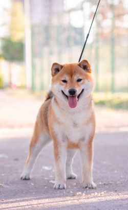 picture of dog