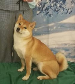 picture of dog