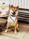 picture of dog