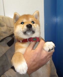 picture of dog