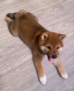 picture of dog