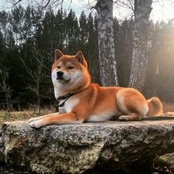 picture of dog