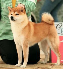 picture of dog