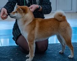 picture of dog