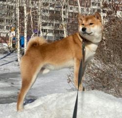 picture of dog