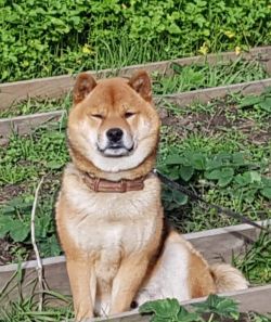 picture of dog