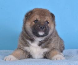 picture of dog