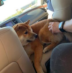 picture of dog