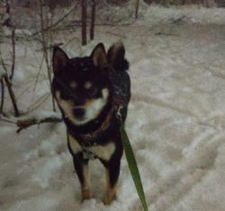 picture of dog