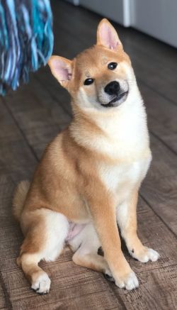 picture of dog