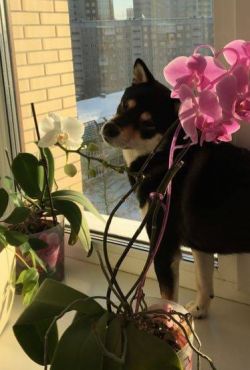 picture of dog