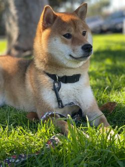 picture of dog