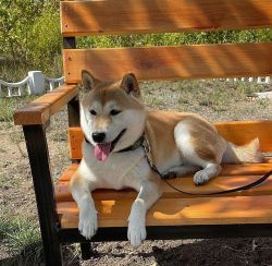picture of dog