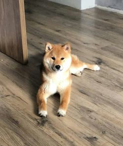 picture of dog