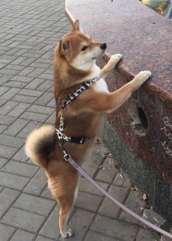 picture of dog