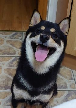 picture of dog