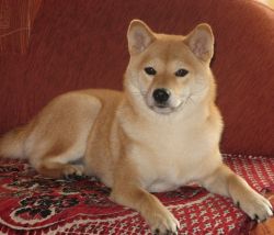 picture of dog