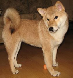 picture of dog