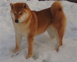 picture of dog