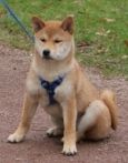 picture of dog