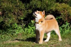 picture of dog
