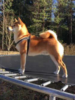 picture of dog