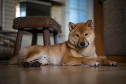 picture of dog