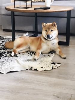 picture of dog