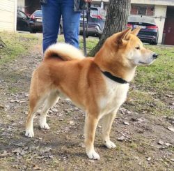 picture of dog