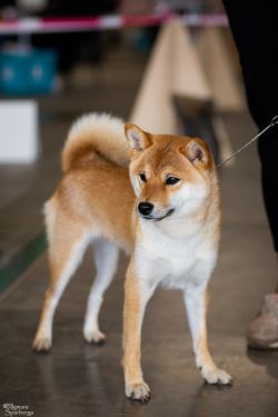 picture of dog