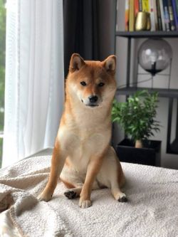 picture of dog