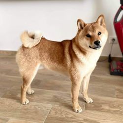 picture of dog