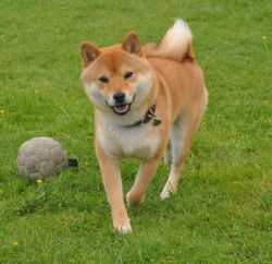 picture of dog
